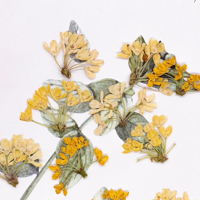 24pcs,Natural Real Pressed Flo - Dried Flower Bookmark 评论和价格